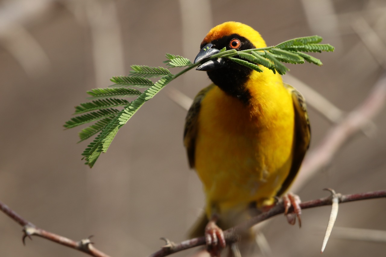 If You Love Birds, Don't Do This in Your Garden